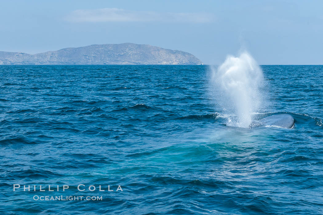 A blue whale blows (exhales, spouts) as it rests at the surface between dives.  A blue whales blow can reach 30 feet in the air and can be heard for miles.  The blue whale is the largest animal on earth, reaching 80 feet in length and weighing as much as 300,000 pounds.  Near Islas Coronado (Coronado Islands). Coronado Islands (Islas Coronado), Baja California, Mexico, Balaenoptera musculus, natural history stock photograph, photo id 09521