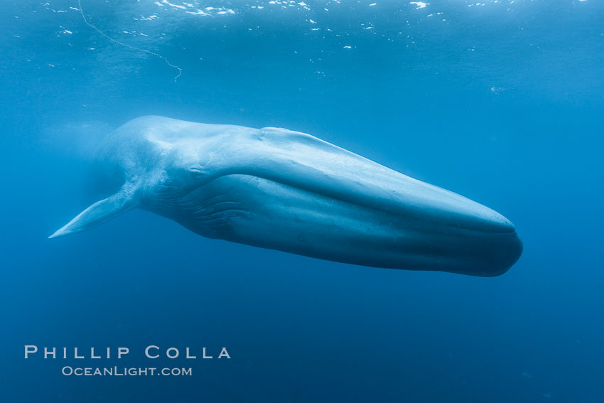 Blue whale underwater closeup photo.  This incredible picture of a blue whale, the largest animal ever to inhabit earth, shows it swimming through the open ocean, a rare underwater view.  Over 80' long and just a few feet from the camera, an extremely wide lens was used to photograph the entire enormous whale. California, USA, Balaenoptera musculus, natural history stock photograph, photo id 27298