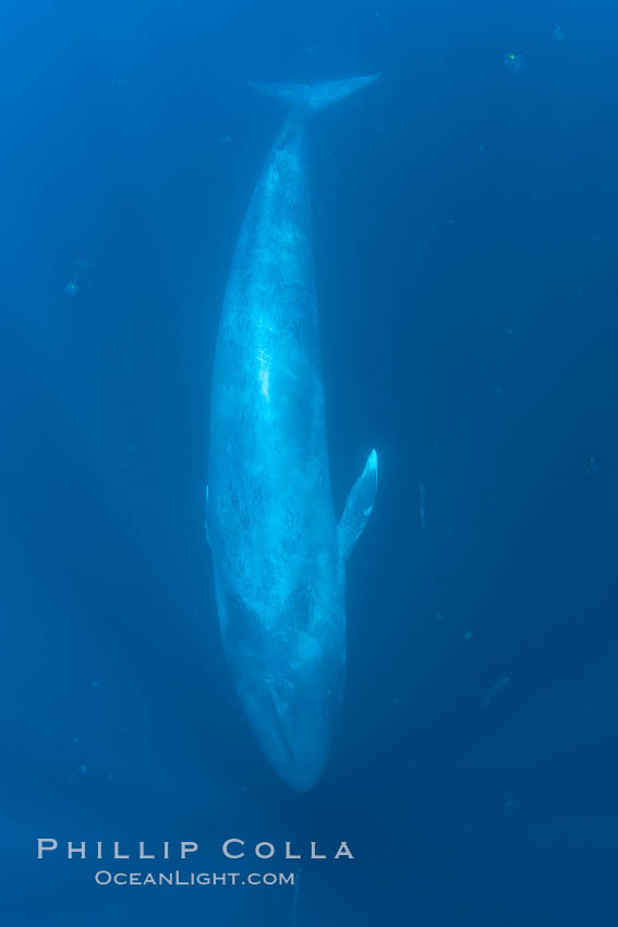 Blue whale underwater closeup photo.  This incredible picture of a blue whale, the largest animal ever to inhabit earth, shows it swimming through the open ocean, a rare underwater view.  Over 80' long and just a few feet from the camera, an extremely wide lens was used to photograph the entire enormous whale. California, USA, Balaenoptera musculus, natural history stock photograph, photo id 27302