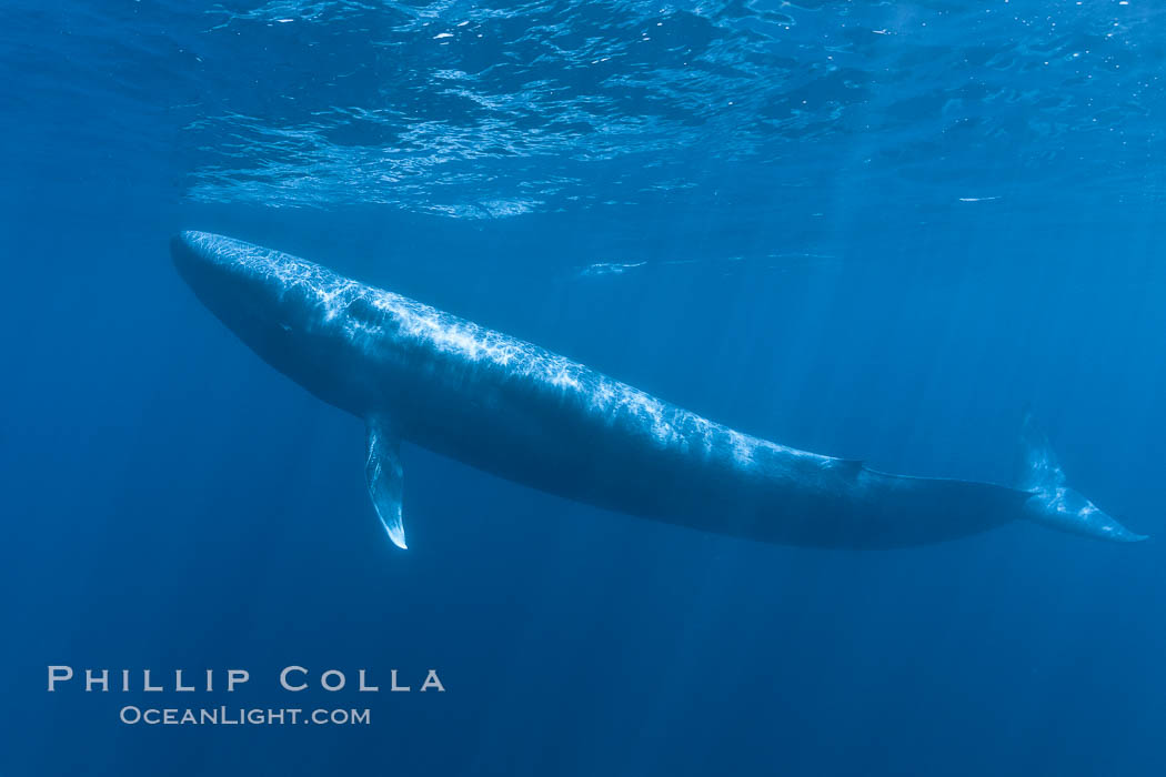 Blue whale underwater closeup photo.  This incredible picture of a blue whale, the largest animal ever to inhabit earth, shows it swimming through the open ocean, a rare underwater view.  Over 80' long and just a few feet from the camera, an extremely wide lens was used to photograph the entire enormous whale. California, USA, Balaenoptera musculus, natural history stock photograph, photo id 27306