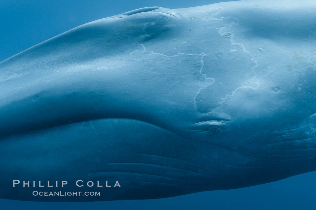Blue whale underwater closeup photo.  This incredible picture of a blue whale, the largest animal ever to inhabit earth, shows it swimming through the open ocean, a rare underwater view.  Over 80' long and just a few feet from the camera, an extremely wide lens was used to photograph the entire enormous whale. California, USA, Balaenoptera musculus, natural history stock photograph, photo id 27318