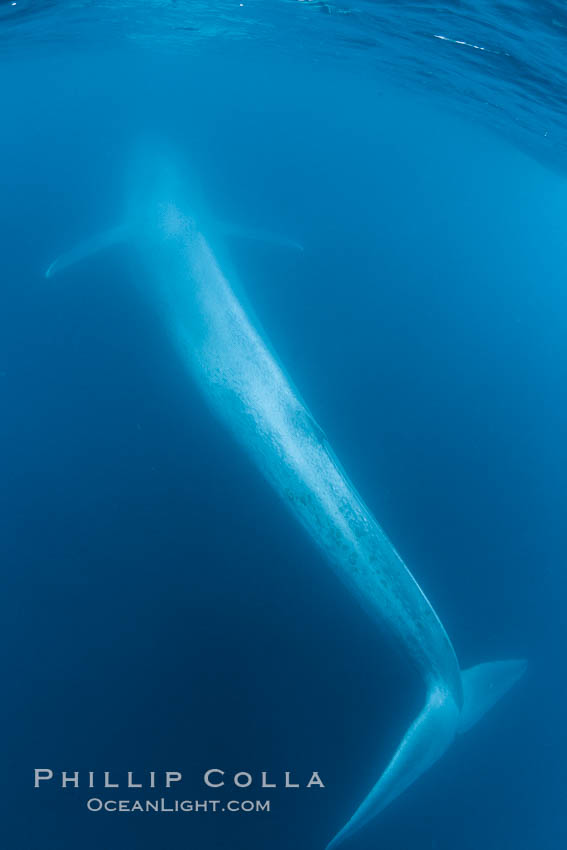 Blue whale underwater closeup photo.  This incredible picture of a blue whale, the largest animal ever to inhabit earth, shows it swimming through the open ocean, a rare underwater view.  Over 80' long and just a few feet from the camera, an extremely wide lens was used to photograph the entire enormous whale. California, USA, Balaenoptera musculus, natural history stock photograph, photo id 27322