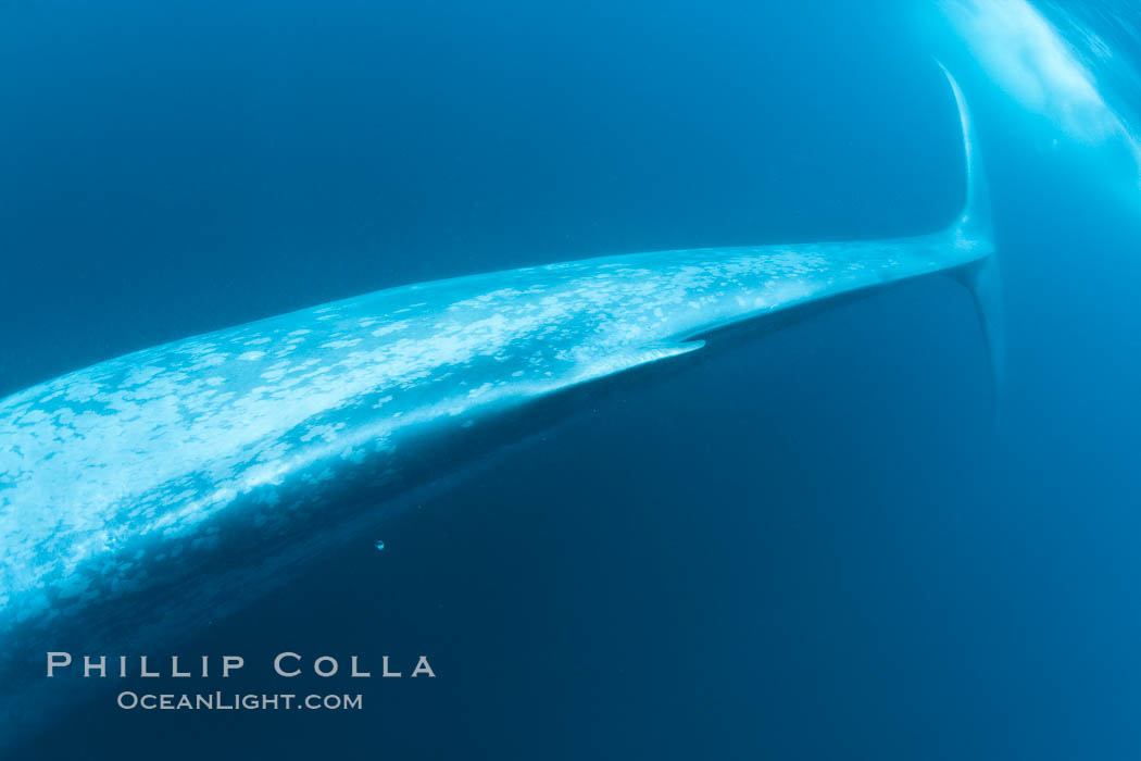 Blue whale underwater closeup photo.  This incredible picture of a blue whale, the largest animal ever to inhabit earth, shows it swimming through the open ocean, a rare underwater view.  Over 80' long and just a few feet from the camera, an extremely wide lens was used to photograph the entire enormous whale. California, USA, Balaenoptera musculus, natural history stock photograph, photo id 27326