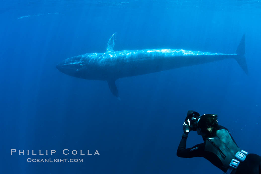 Blue whale underwater closeup photo.  This incredible picture of a blue whale, the largest animal ever to inhabit earth, shows it swimming through the open ocean, a rare underwater view.  Over 80' long and just a few feet from the camera, an extremely wide lens was used to photograph the entire enormous whale. California, USA, Balaenoptera musculus, natural history stock photograph, photo id 27304