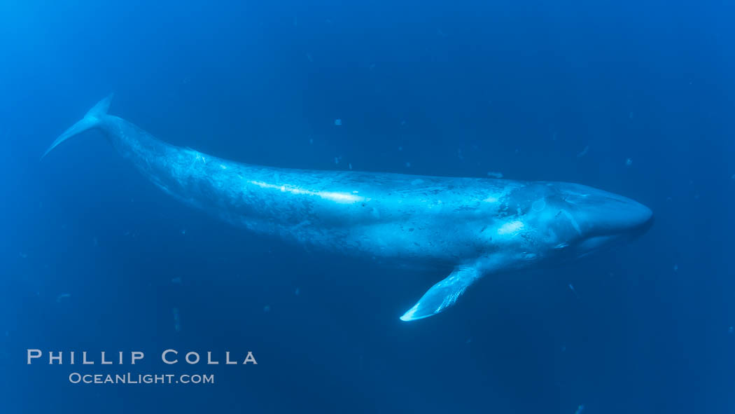 Blue whale underwater closeup photo.  This incredible picture of a blue whale, the largest animal ever to inhabit earth, shows it swimming through the open ocean, a rare underwater view.  Over 80' long and just a few feet from the camera, an extremely wide lens was used to photograph the entire enormous whale. California, USA, Balaenoptera musculus, natural history stock photograph, photo id 27308