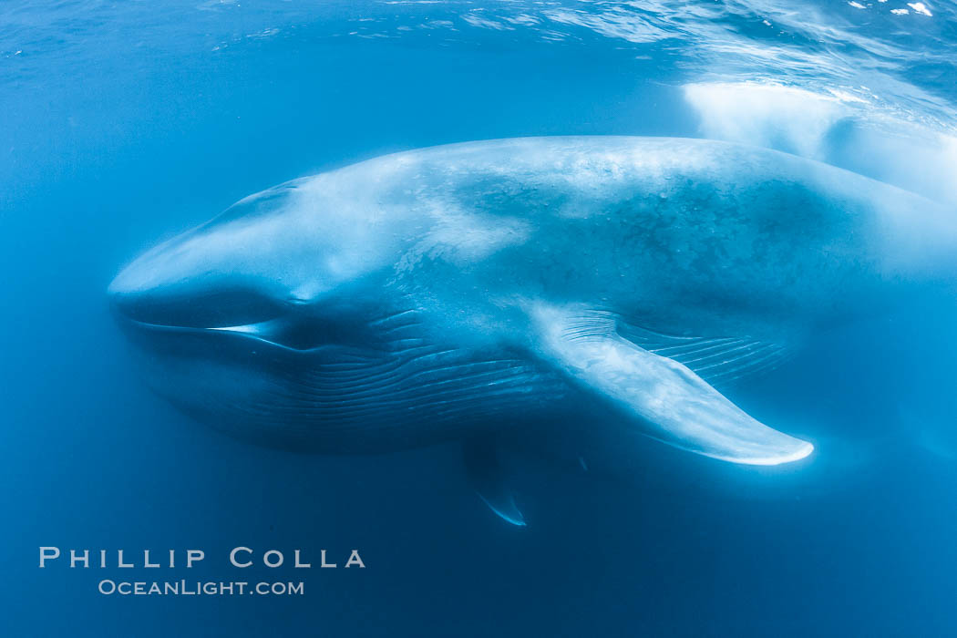 Blue whale underwater closeup photo.  This incredible picture of a blue whale, the largest animal ever to inhabit earth, shows it swimming through the open ocean, a rare underwater view.  Over 80' long and just a few feet from the camera, an extremely wide lens was used to photograph the entire enormous whale. California, USA, Balaenoptera musculus, natural history stock photograph, photo id 27316