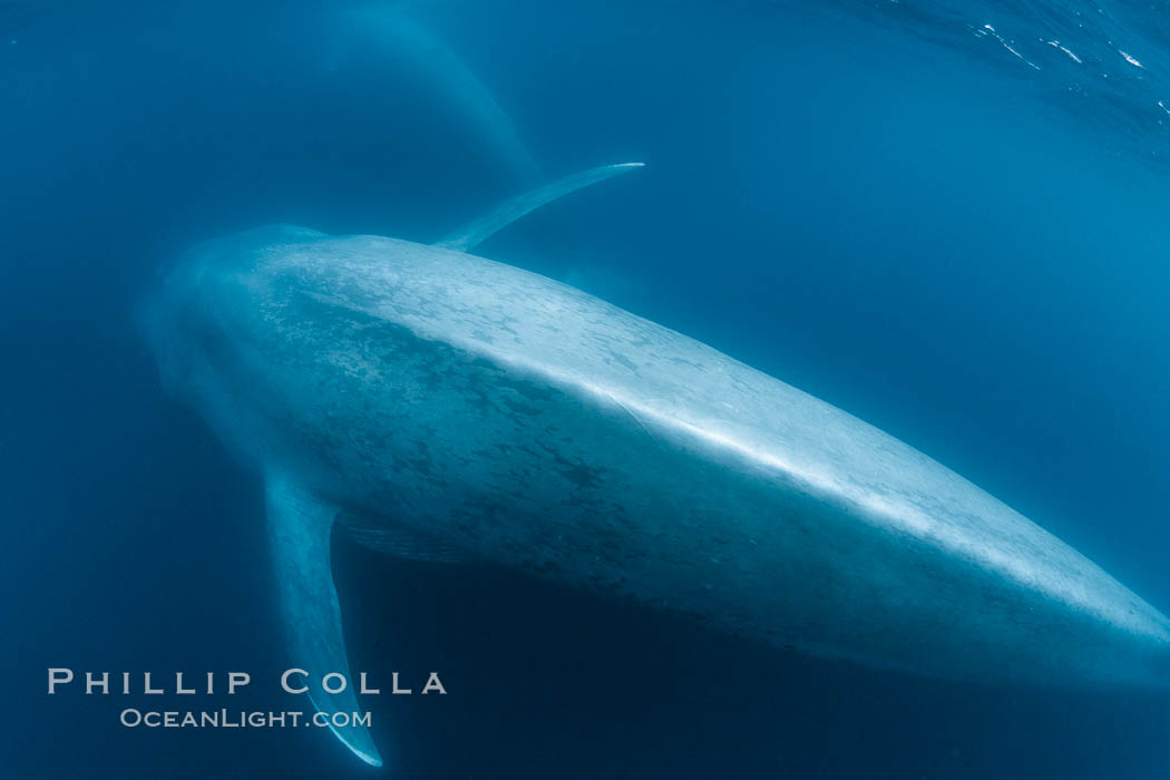 Blue whale underwater closeup photo.  This incredible picture of a blue whale, the largest animal ever to inhabit earth, shows it swimming through the open ocean, a rare underwater view.  Over 80' long and just a few feet from the camera, an extremely wide lens was used to photograph the entire enormous whale. California, USA, Balaenoptera musculus, natural history stock photograph, photo id 27320