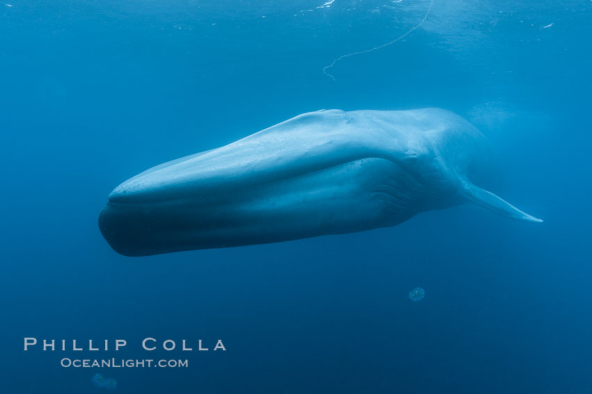 Blue whale underwater closeup photo.  This incredible picture of a blue whale, the largest animal ever to inhabit earth, shows it swimming through the open ocean, a rare underwater view.  Over 80' long and just a few feet from the camera, an extremely wide lens was used to photograph the entire enormous whale. California, USA, Balaenoptera musculus, natural history stock photograph, photo id 27295