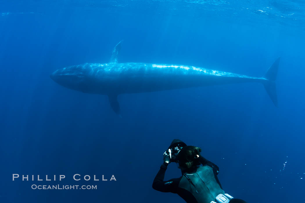 Blue whale underwater closeup photo.  This incredible picture of a blue whale, the largest animal ever to inhabit earth, shows it swimming through the open ocean, a rare underwater view.  Over 80' long and just a few feet from the camera, an extremely wide lens was used to photograph the entire enormous whale. California, USA, Balaenoptera musculus, natural history stock photograph, photo id 27303