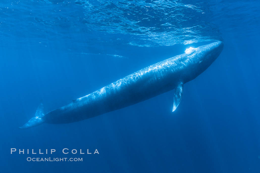 Blue whale underwater closeup photo.  This incredible picture of a blue whale, the largest animal ever to inhabit earth, shows it swimming through the open ocean, a rare underwater view.  Over 80' long and just a few feet from the camera, an extremely wide lens was used to photograph the entire enormous whale. California, USA, Balaenoptera musculus, natural history stock photograph, photo id 27307