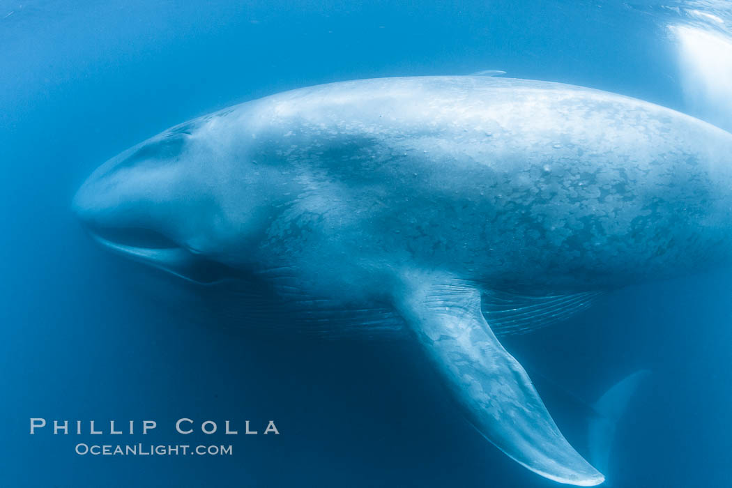 Blue whale underwater closeup photo.  This incredible picture of a blue whale, the largest animal ever to inhabit earth, shows it swimming through the open ocean, a rare underwater view.  Over 80' long and just a few feet from the camera, an extremely wide lens was used to photograph the entire enormous whale. California, USA, Balaenoptera musculus, natural history stock photograph, photo id 27319