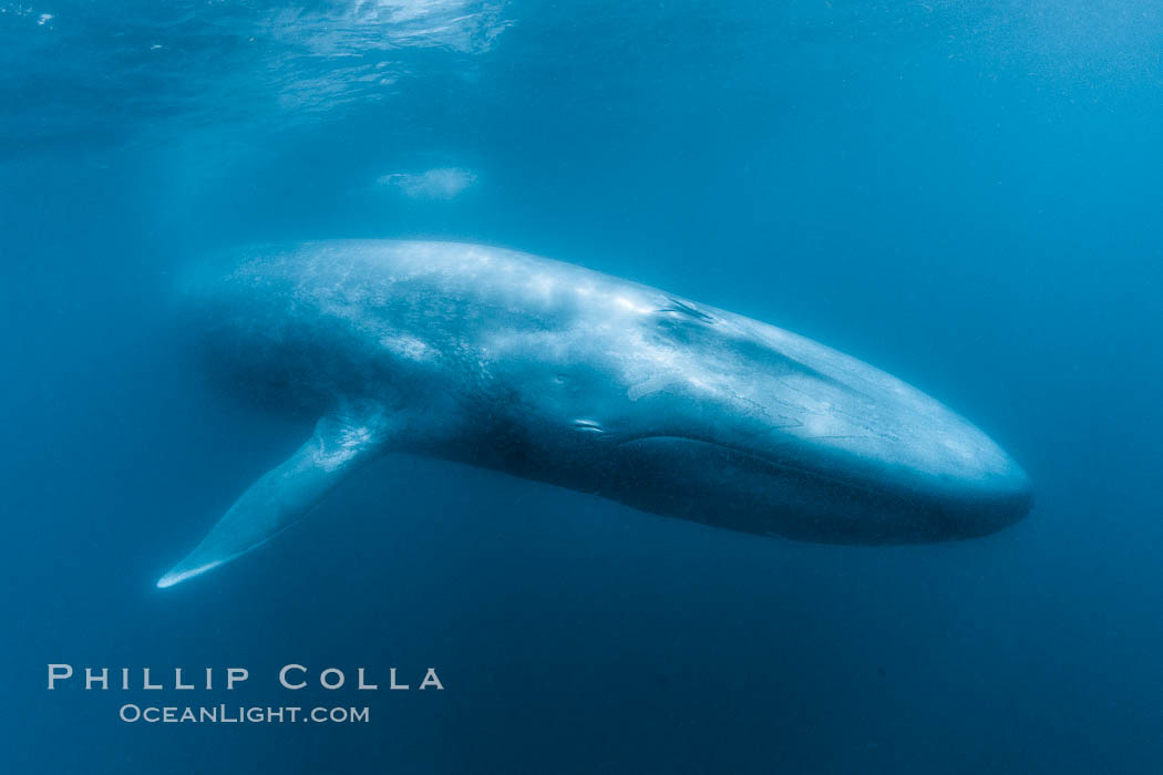Blue whale underwater closeup photo.  This incredible picture of a blue whale, the largest animal ever to inhabit earth, shows it swimming through the open ocean, a rare underwater view.  Over 80' long and just a few feet from the camera, an extremely wide lens was used to photograph the entire enormous whale. California, USA, Balaenoptera musculus, natural history stock photograph, photo id 27323