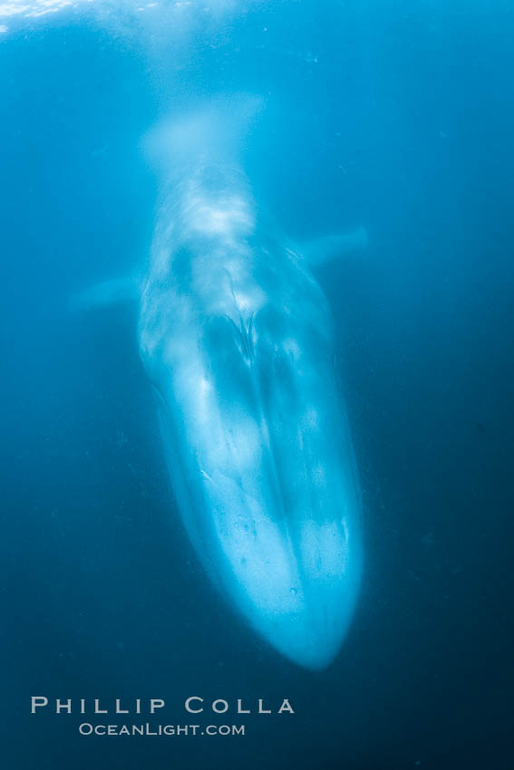 Blue whale underwater closeup photo.  This incredible picture of a blue whale, the largest animal ever to inhabit earth, shows it swimming through the open ocean, a rare underwater view.  Over 80' long and just a few feet from the camera, an extremely wide lens was used to photograph the entire enormous whale. California, USA, Balaenoptera musculus, natural history stock photograph, photo id 27327