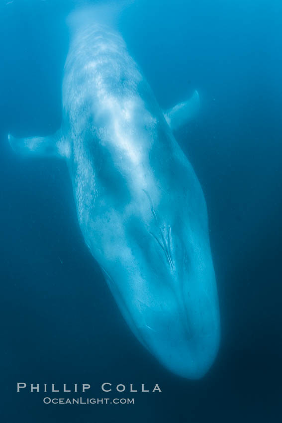 Blue whale underwater closeup photo.  This incredible picture of a blue whale, the largest animal ever to inhabit earth, shows it swimming through the open ocean, a rare underwater view. California, USA, Balaenoptera musculus, natural history stock photograph, photo id 27331