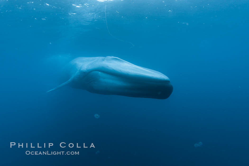 Blue whale underwater closeup photo.  This incredible picture of a blue whale, the largest animal ever to inhabit earth, shows it swimming through the open ocean, a rare underwater view.  Over 80' long and just a few feet from the camera, an extremely wide lens was used to photograph the entire enormous whale. California, USA, Balaenoptera musculus, natural history stock photograph, photo id 27293