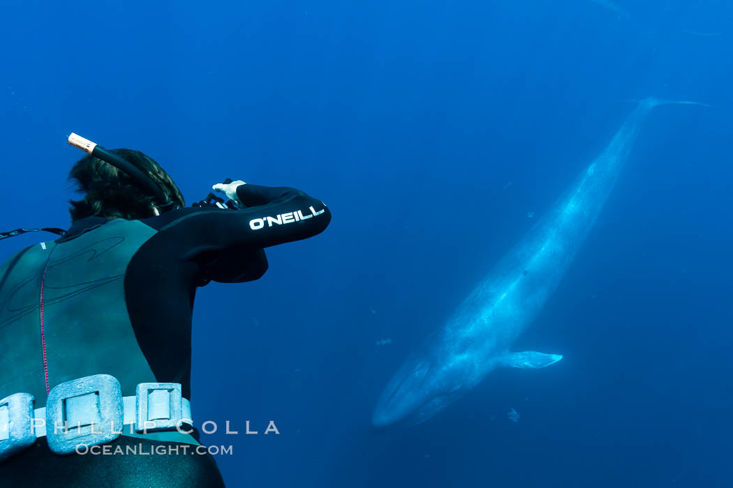 Blue whale underwater closeup photo.  This incredible picture of a blue whale, the largest animal ever to inhabit earth, shows it swimming through the open ocean, a rare underwater view.  Over 80' long and just a few feet from the camera, an extremely wide lens was used to photograph the entire enormous whale. California, USA, Balaenoptera musculus, natural history stock photograph, photo id 27301