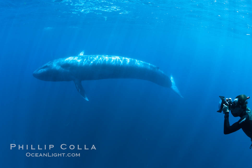 Blue whale underwater closeup photo.  This incredible picture of a blue whale, the largest animal ever to inhabit earth, shows it swimming through the open ocean, a rare underwater view.  Over 80' long and just a few feet from the camera, an extremely wide lens was used to photograph the entire enormous whale. California, USA, Balaenoptera musculus, natural history stock photograph, photo id 27305