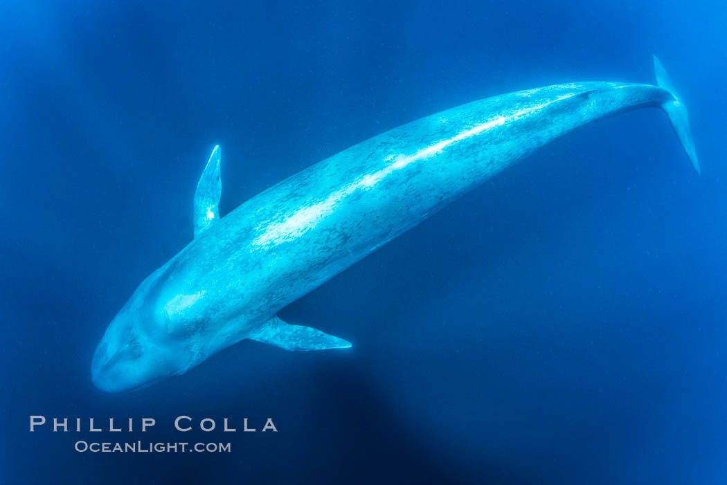 A huge blue whale swims through the open ocean in this underwater photograph. The blue whale is the largest animal ever to live on Earth. San Diego, California, USA, Balaenoptera musculus, natural history stock photograph, photo id 34566