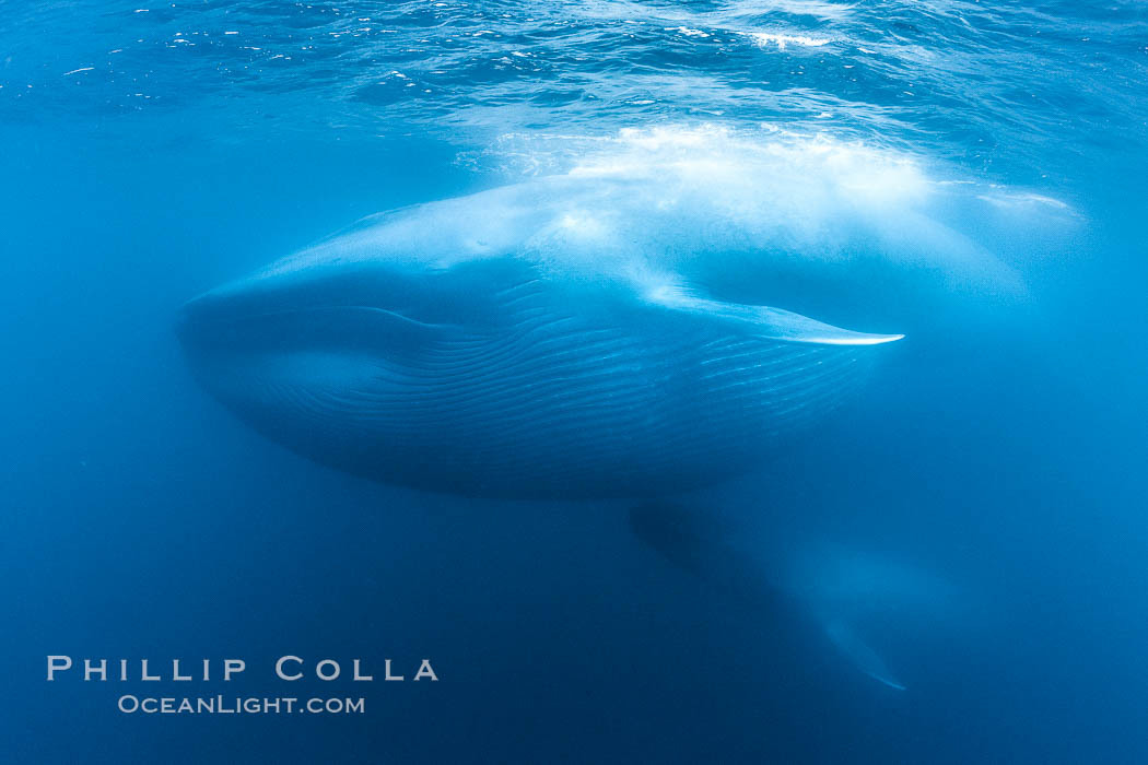Blue whales feeding on krill underwater closeup photo.  A picture of a blue whale with its throat pleats inflated with a mouthful of krill. A calf swims behind and below the adult. Over 80' long and just a few feet from the camera, an extremely wide lens was used to photograph the entire enormous whale. California, USA, Balaenoptera musculus, natural history stock photograph, photo id 27310