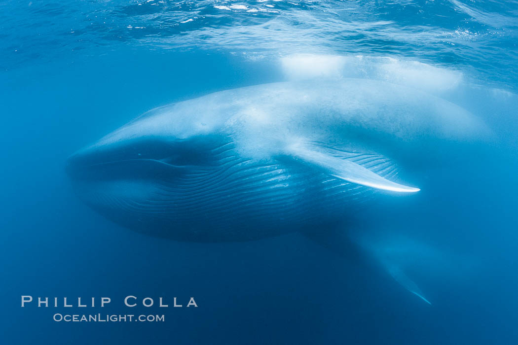 Blue whales feeding on krill underwater closeup photo.  A picture of a blue whale with its throat pleats inflated with a mouthful of krill. A calf swims behind and below the adult. Over 80' long and just a few feet from the camera, an extremely wide lens was used to photograph the entire enormous whale. California, USA, Balaenoptera musculus, natural history stock photograph, photo id 27314