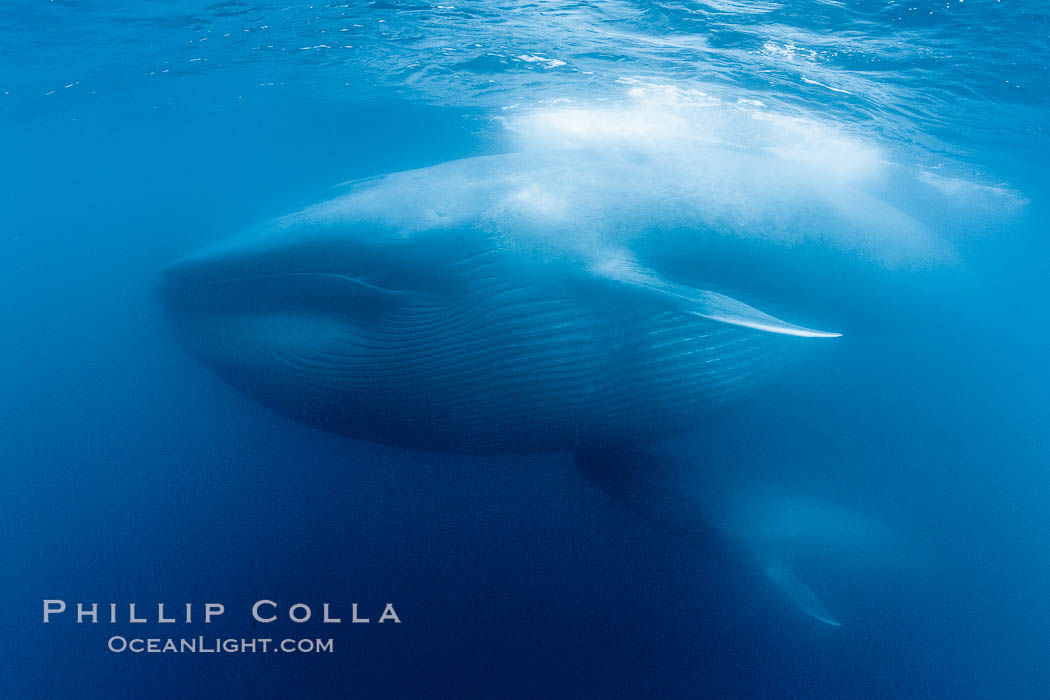 Blue whales feeding on krill underwater closeup photo.  A picture of a blue whale with its throat pleats inflated with a mouthful of krill. A calf swims behind and below the adult. Over 80' long and just a few feet from the camera, an extremely wide lens was used to photograph the entire enormous whale. California, USA, Balaenoptera musculus, natural history stock photograph, photo id 27312