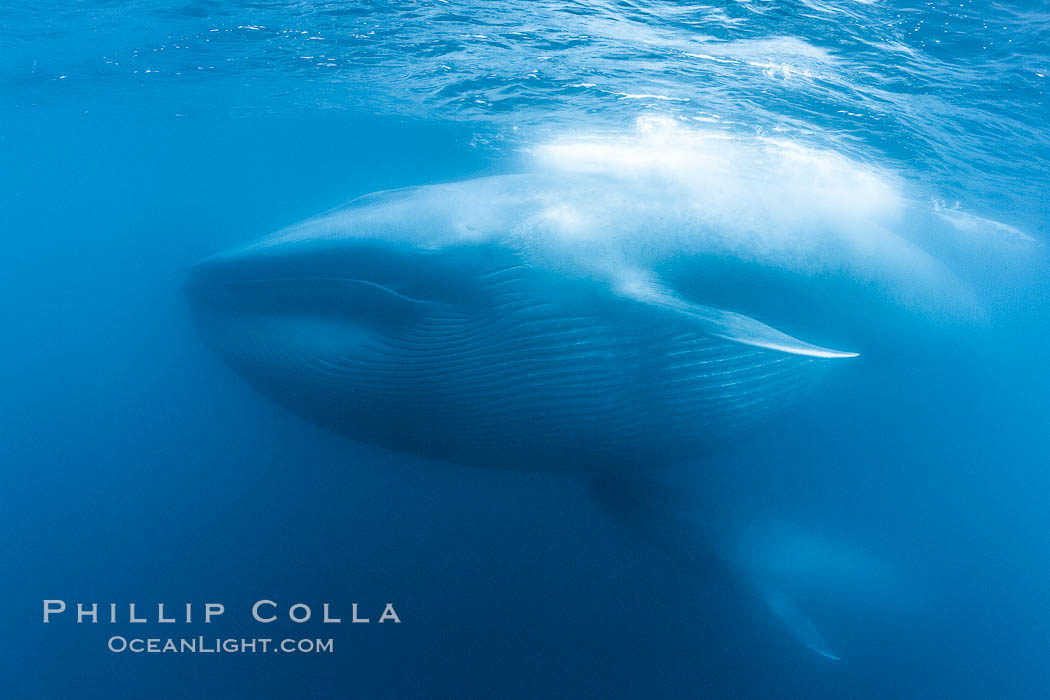 Blue whales feeding on krill underwater closeup photo.  A picture of a blue whale with its throat pleats inflated with a mouthful of krill. A calf swims behind and below the adult. Over 80' long and just a few feet from the camera, an extremely wide lens was used to photograph the entire enormous whale. California, USA, Balaenoptera musculus, natural history stock photograph, photo id 27311