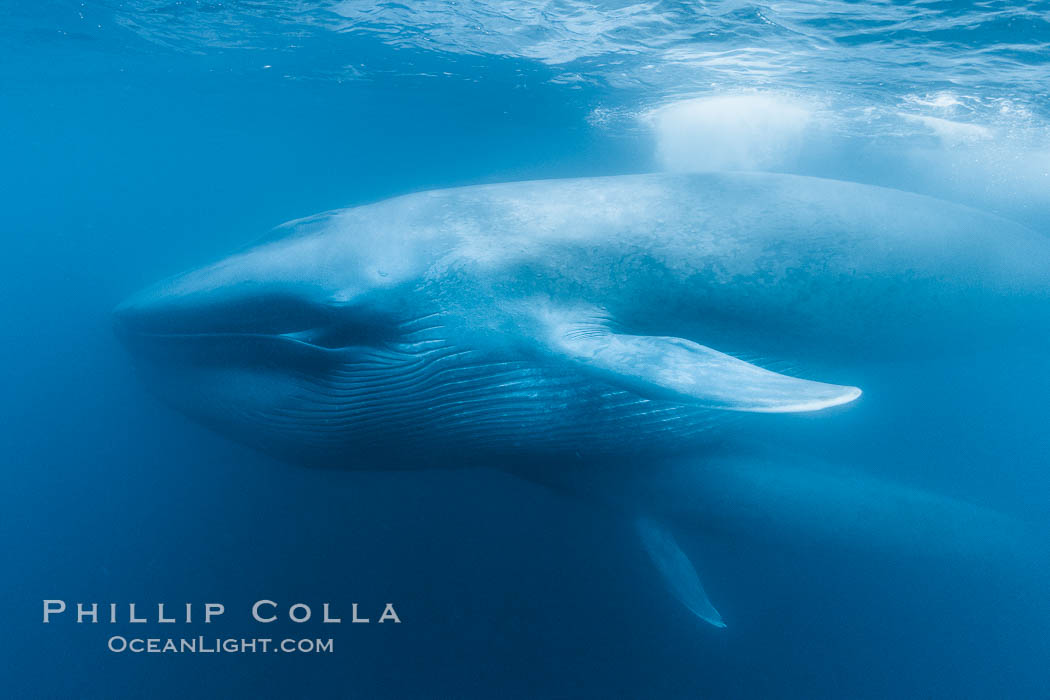 Blue whales feeding on krill underwater closeup photo.  A picture of a blue whale with its throat pleats inflated with a mouthful of krill. A calf swims behind and below the adult. Over 80' long and just a few feet from the camera, an extremely wide lens was used to photograph the entire enormous whale. California, USA, Balaenoptera musculus, natural history stock photograph, photo id 27315