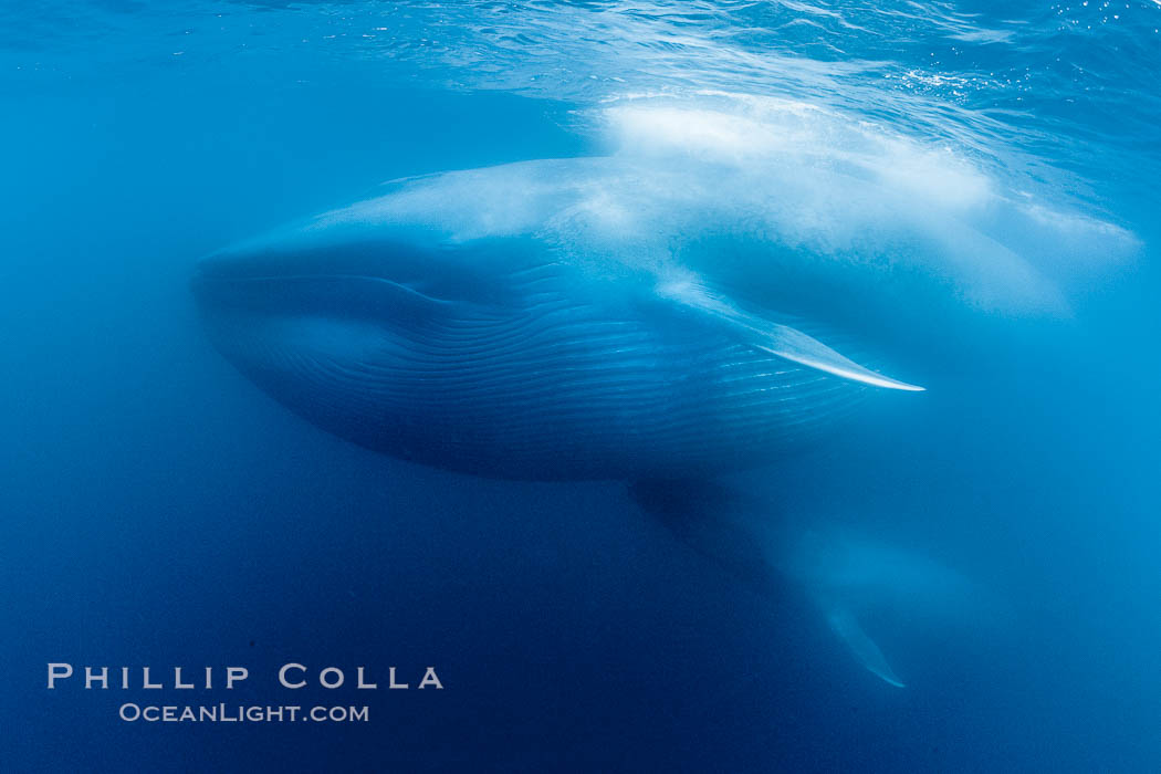 Blue whales feeding on krill underwater closeup photo.  A picture of a blue whale with its throat pleats inflated with a mouthful of krill. A calf swims behind and below the adult. Over 80' long and just a few feet from the camera, an extremely wide lens was used to photograph the entire enormous whale. California, USA, Balaenoptera musculus, natural history stock photograph, photo id 27313