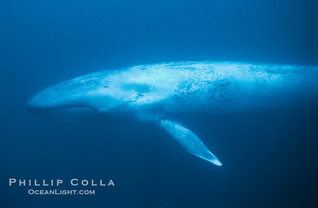Blue whale., Balaenoptera musculus, natural history stock photograph, photo id 01906