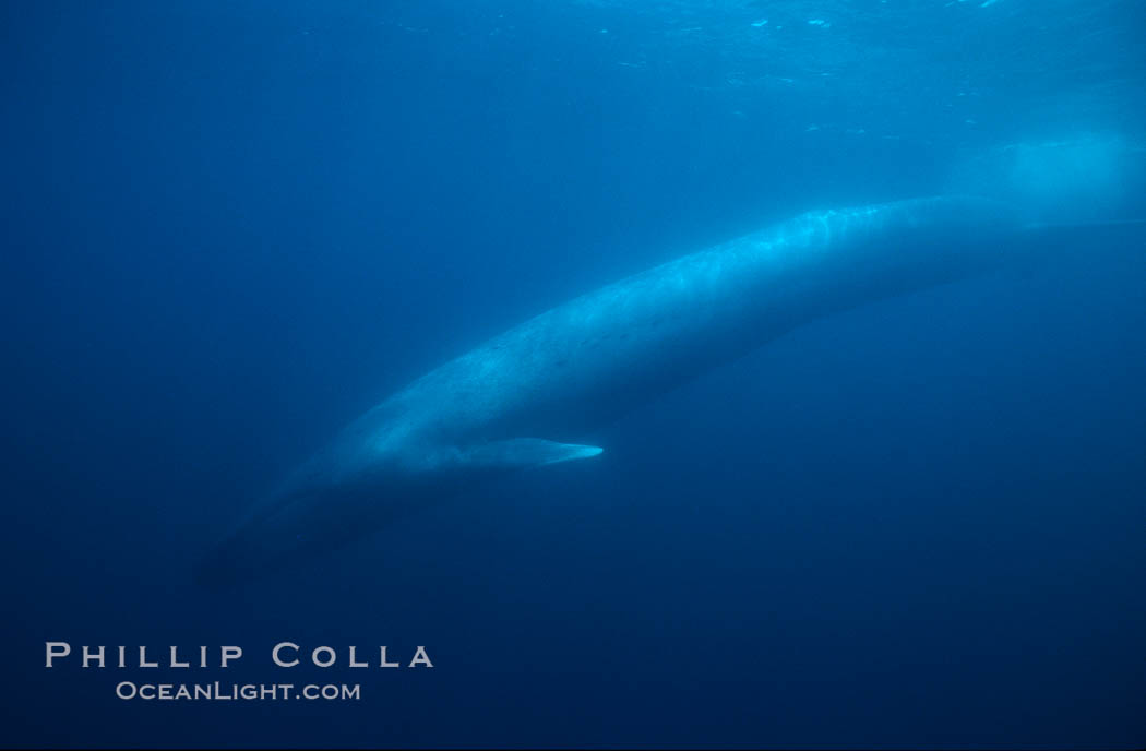 Blue whale., Balaenoptera musculus, natural history stock photograph, photo id 01966
