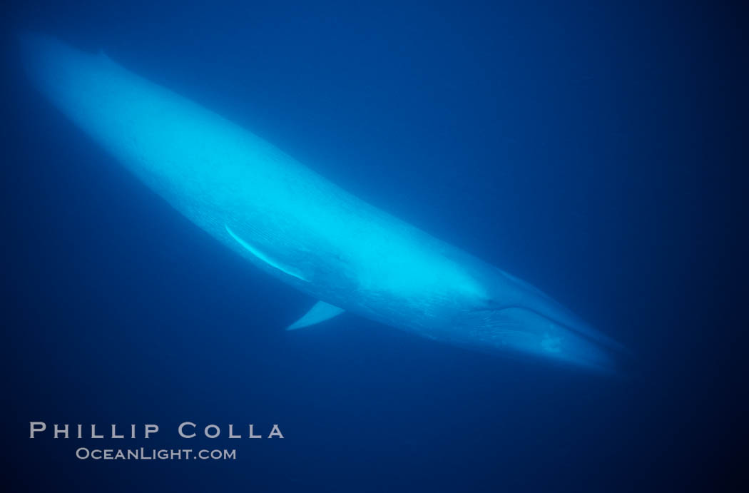 Blue whale, the largest animal ever to live on earth, underwater view in the open ocean., Balaenoptera musculus, natural history stock photograph, photo id 05810