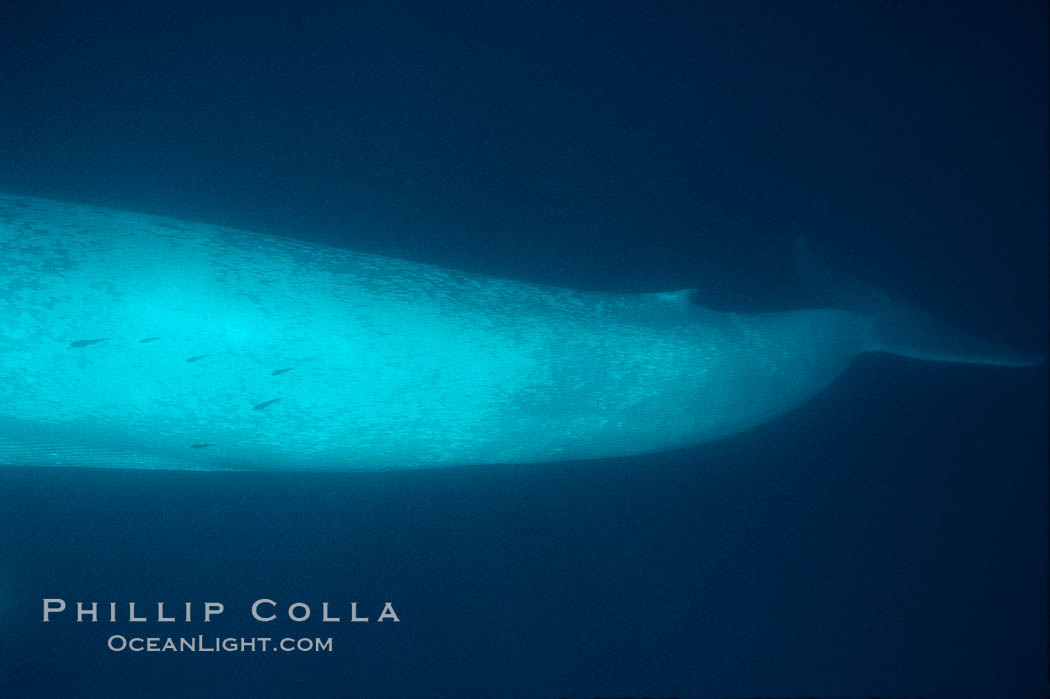 Blue whale, Baja California., Balaenoptera musculus, natural history stock photograph, photo id 05818