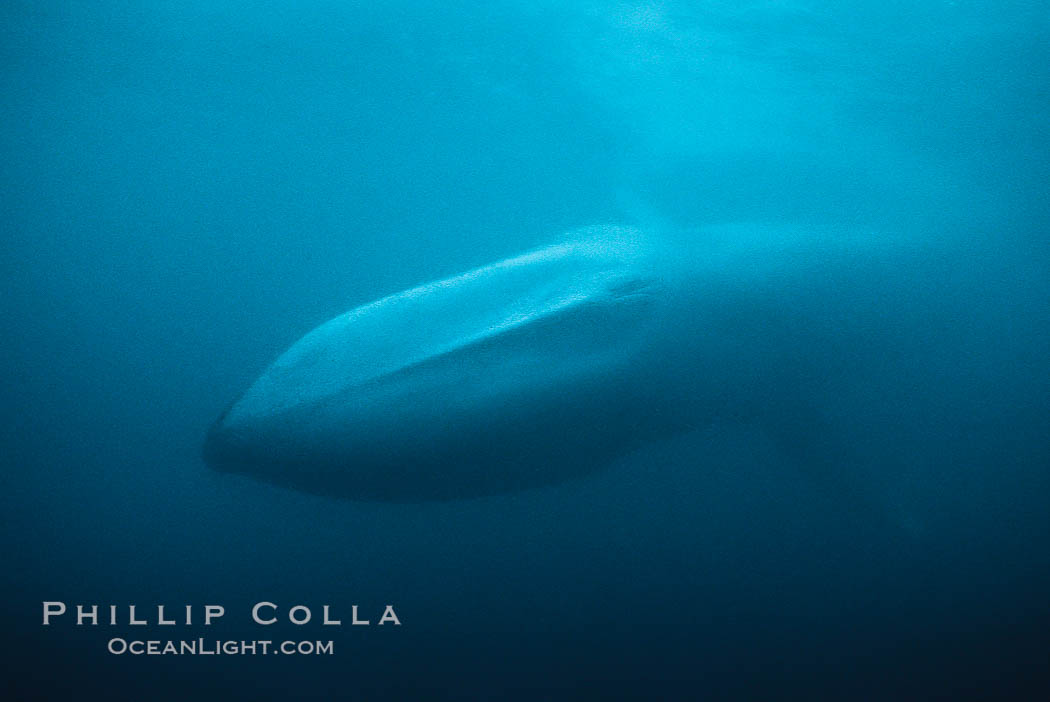 Blue whale, Baja California., Balaenoptera musculus, natural history stock photograph, photo id 05822