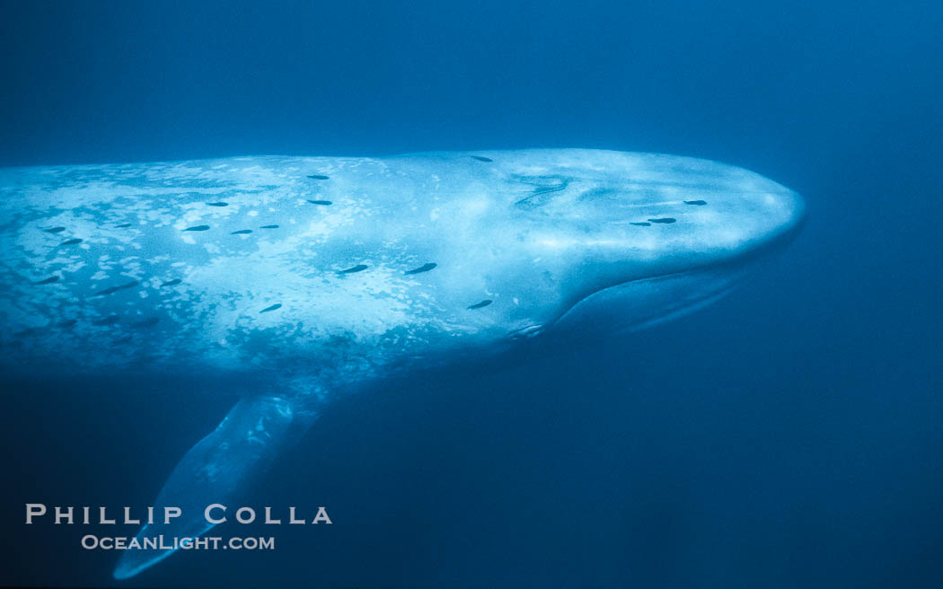 Blue whale with remora., Balaenoptera musculus, natural history stock photograph, photo id 01900