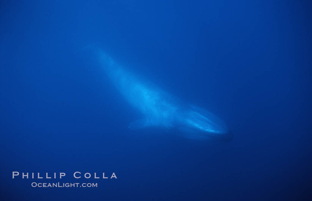Blue whale, Baja California., Balaenoptera musculus, natural history stock photograph, photo id 03028