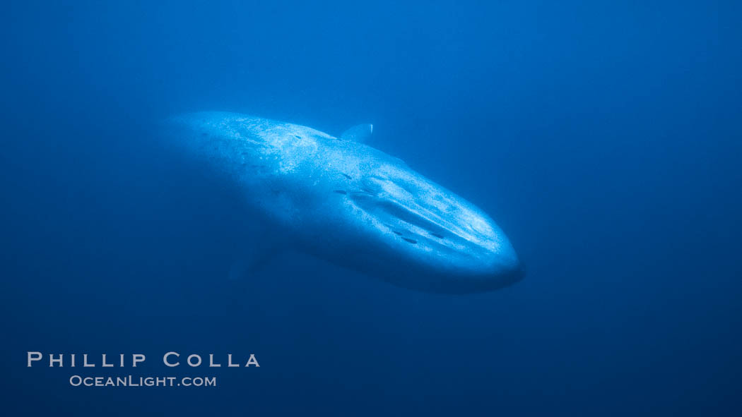 Blue whale. San Diego, California, USA, Balaenoptera musculus, natural history stock photograph, photo id 03180