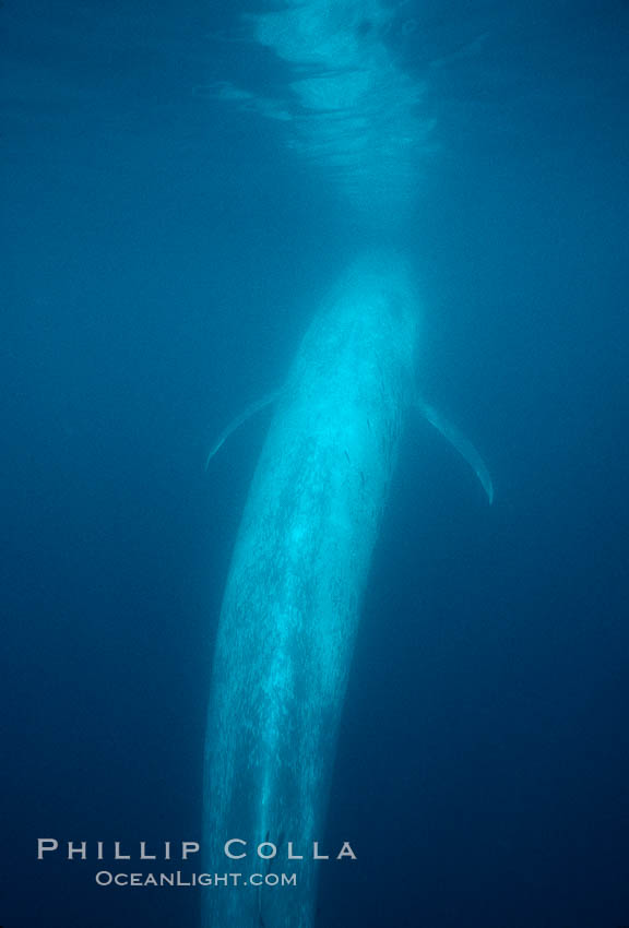 Blue whale, Baja California., Balaenoptera musculus, natural history stock photograph, photo id 05816
