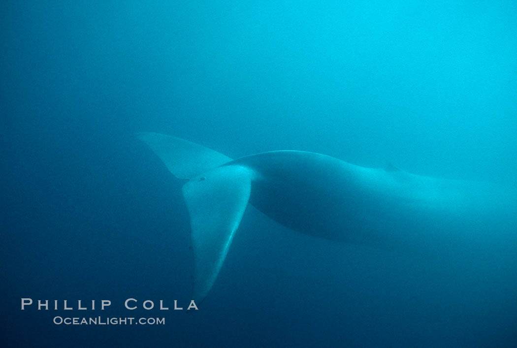 Blue whale, Baja California., Balaenoptera musculus, natural history stock photograph, photo id 05820