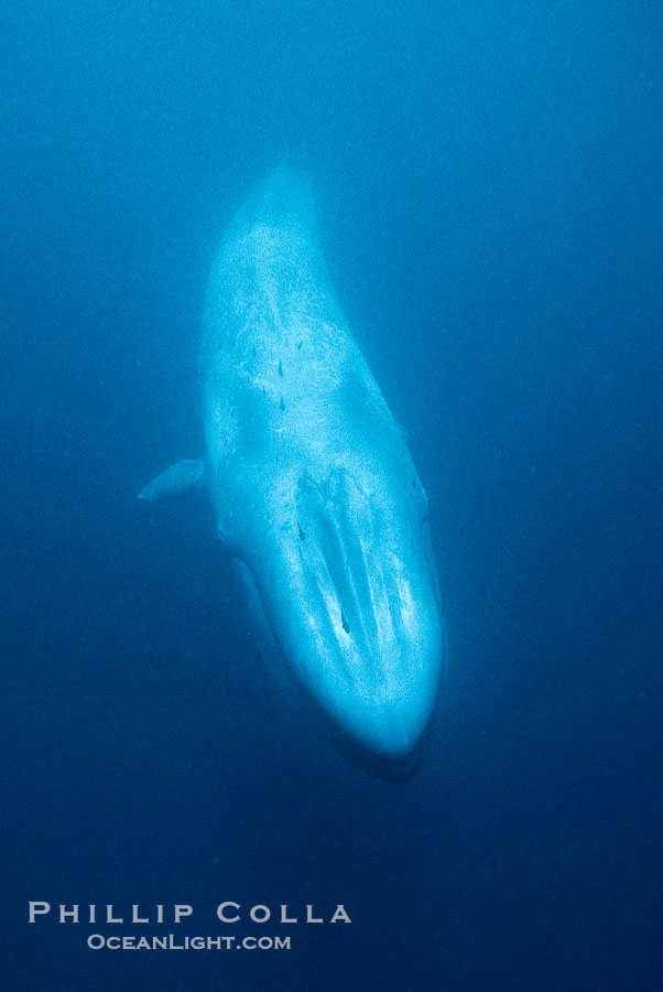 Blue whale with remora., Balaenoptera musculus, natural history stock photograph, photo id 01903