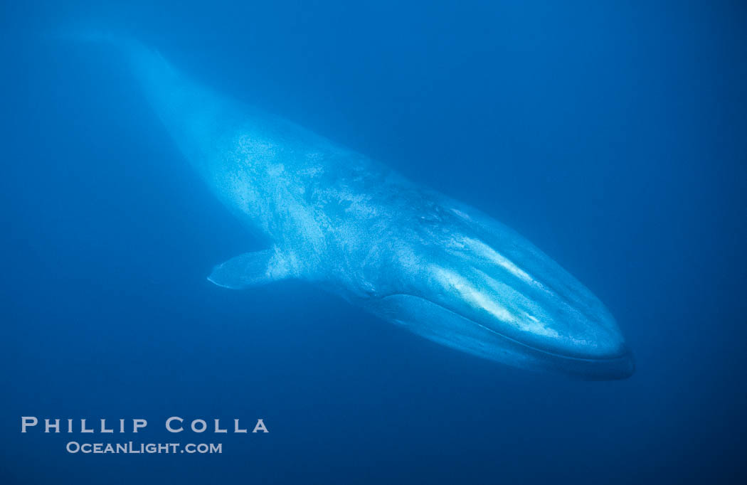 A huge blue whale swims through the open ocean in this underwater photograph.  The blue whale is the largest animal ever to live on Earth., Balaenoptera musculus, natural history stock photograph, photo id 03027
