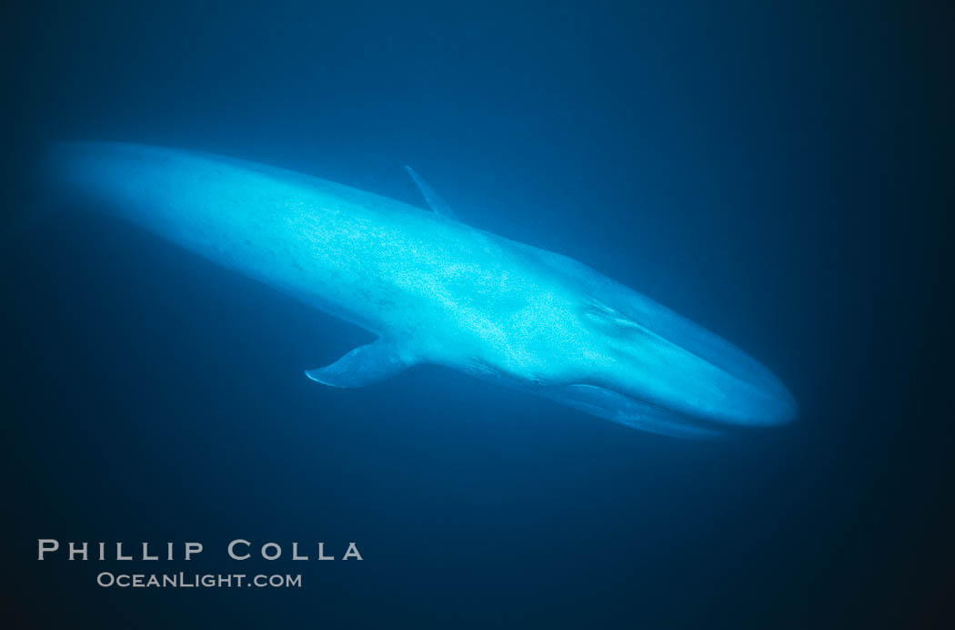 Blue whale, Baja California., Balaenoptera musculus, natural history stock photograph, photo id 05811