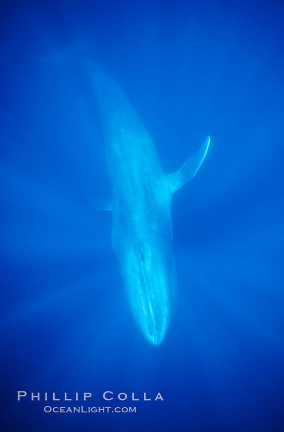 Blue whale, the large animal ever to live on earth, underwater view in the open ocean., Balaenoptera musculus, natural history stock photograph, photo id 05815