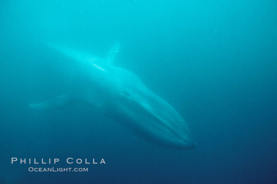 Blue whale, the large animal ever to live on earth, underwater view in the open ocean. Baja California, Mexico, Balaenoptera musculus, natural history stock photograph, photo id 05819