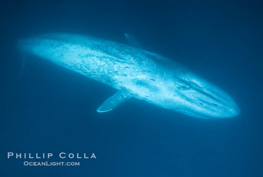 Blue whale., Balaenoptera musculus, natural history stock photograph, photo id 01901