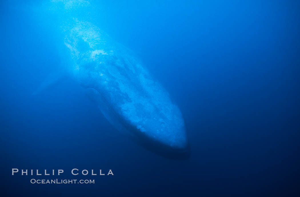 Blue whale, Baja California., Balaenoptera musculus, natural history stock photograph, photo id 03025