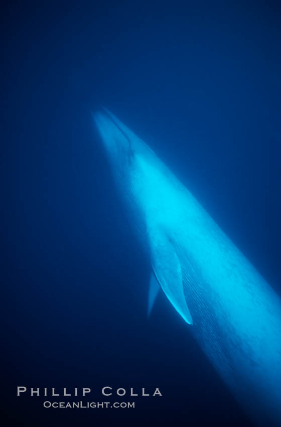 Blue whale underwater, Baja California., Balaenoptera musculus, natural history stock photograph, photo id 05813