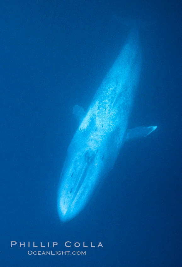 Blue whale, the large animal ever to live on earth, underwater view in the open ocean., Balaenoptera musculus, natural history stock photograph, photo id 05817