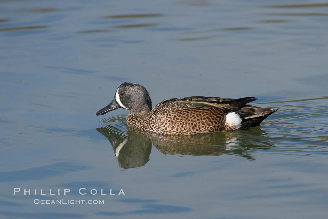 Blue-winged teal, male. Upper Newport Bay Ecological Reserve, Newport Beach, California, USA, Anas discors, natural history stock photograph, photo id 15730