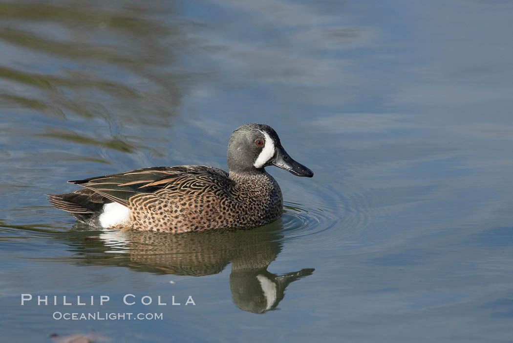 Blue-winged teal, male. Upper Newport Bay Ecological Reserve, Newport Beach, California, USA, Anas discors, natural history stock photograph, photo id 15732
