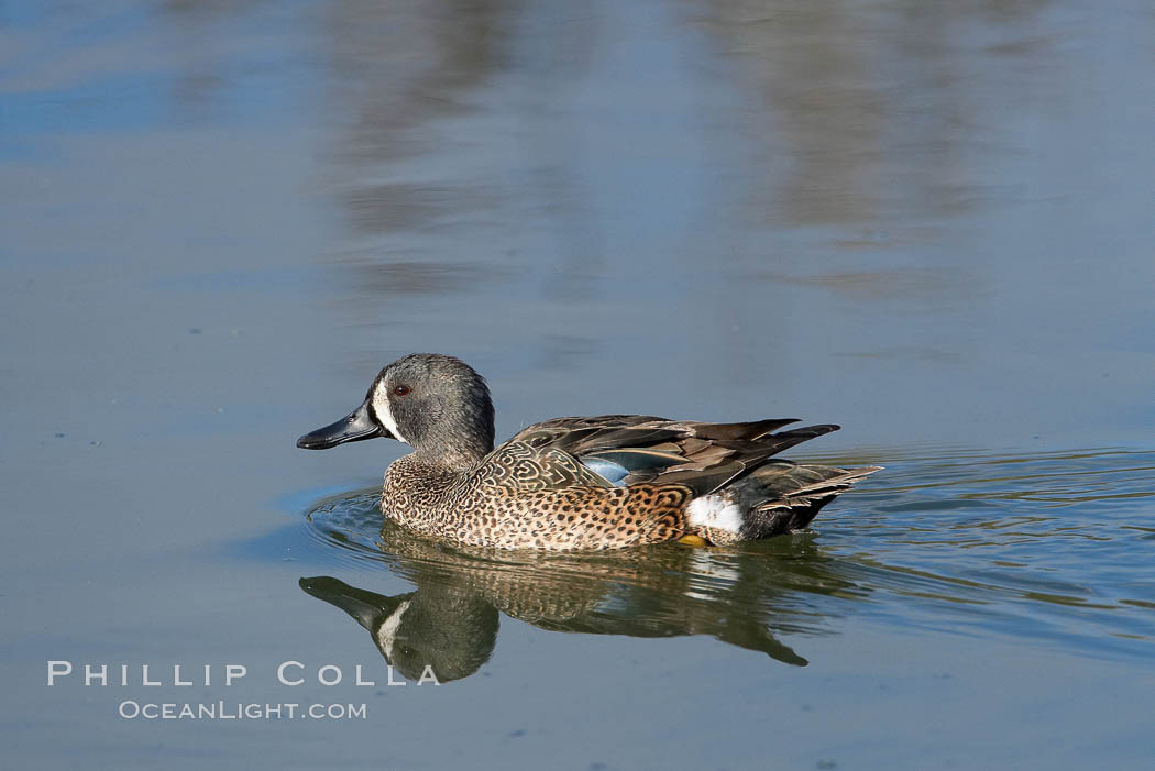 Blue-winged teal, male. Upper Newport Bay Ecological Reserve, Newport Beach, California, USA, Anas discors, natural history stock photograph, photo id 15731